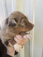 Buck , a male Australian Shepherd for sale in Fouke, AR – Photo 2 of 4