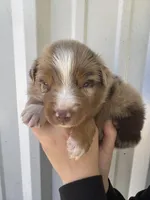 Buck , a male Australian Shepherd for sale in Fouke, AR – Photo 1 of 4