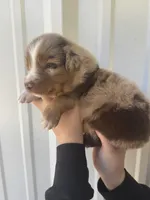 Buck , a male Australian Shepherd for sale in Fouke, AR – Photo 3 of 4
