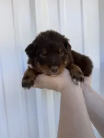Male 1 , a male Australian Shepherd for sale in Fouke, AR – 1 of 3