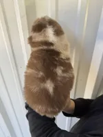 Butter scotch , a male Australian Shepherd for sale in Fouke, AR – Photo 5 of 5