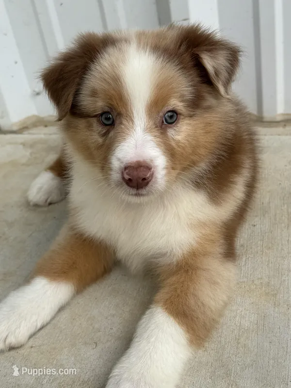Butter scotch  – Australian Shepherd puppy for sale in Fouke, AR