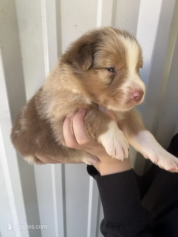 Butter scotch  – Australian Shepherd puppy for sale in Fouke, AR