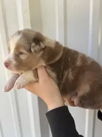 Butter scotch , a male Australian Shepherd for sale in Fouke, AR – Photo 3 of 5