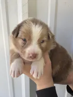 Butter scotch , a male Australian Shepherd for sale in Fouke, AR – Photo 2 of 5