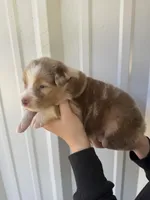 Butter scotch , a male Australian Shepherd for sale in Fouke, AR – Photo 4 of 5