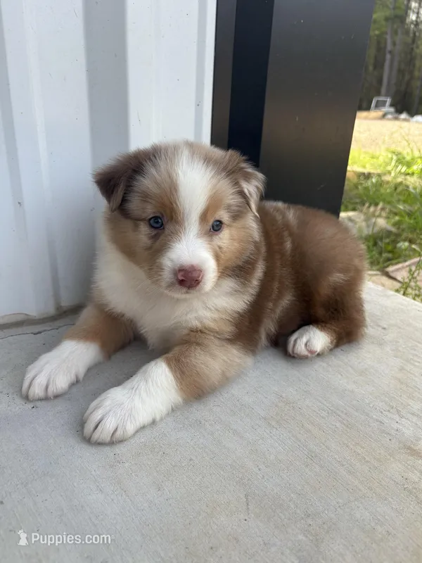 Butter scotch  – Australian Shepherd puppy for sale in Fouke, AR