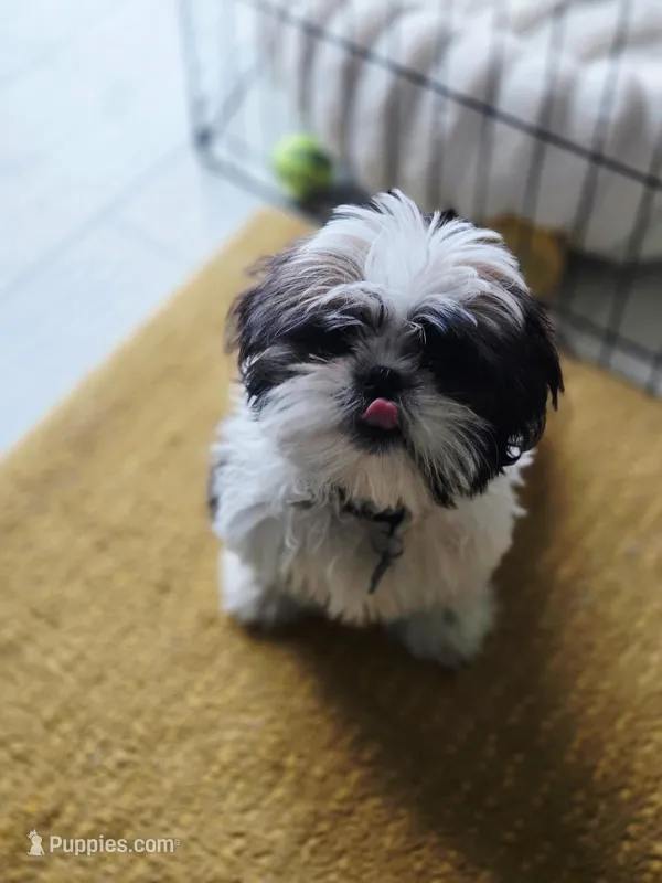 Miso – Shih Tzu puppy for sale in Spokane, WA