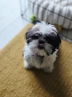 Miso, a male Shih Tzu for sale in Spokane, WA – Photo 1 of 6