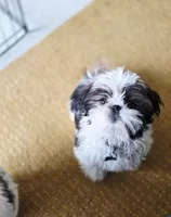 Miso, a male Shih Tzu for sale in Spokane, WA – Photo 3 of 6