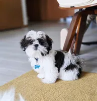 Miso, a male Shih Tzu for sale in Spokane, WA – Photo 2 of 6