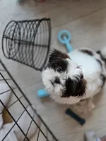 Winnie, a female Shih Tzu for sale in Spokane, WA – Photo 2 of 7