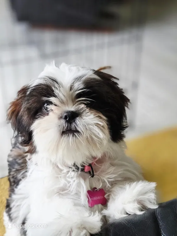 Winnie – Shih Tzu puppy for sale in Spokane, WA