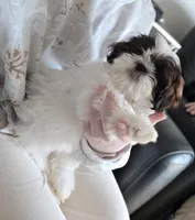 Winnie, a female Shih Tzu for sale in Spokane, WA – Photo 3 of 7