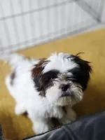 Winnie, a female Shih Tzu for sale in Spokane, WA – Photo 4 of 7