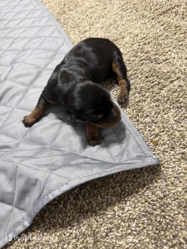 your choice  – Doberman Pinscher puppy for sale in Bossier City, LA