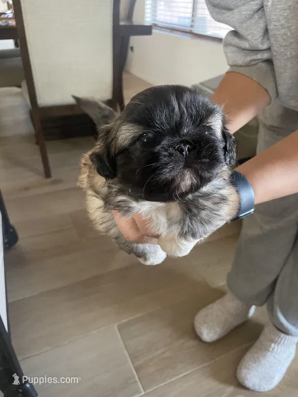 Mono – Pekingese puppy for sale in Green Valley, AZ