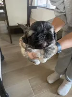 Mono, a male Pekingese for sale in Green Valley, AZ – Photo 1 of 3