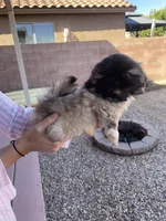 Mono, a male Pekingese for sale in Green Valley, AZ – Photo 2 of 3