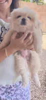 Snow, a female Pekingese for sale in Green Valley, AZ – Photo 3 of 3