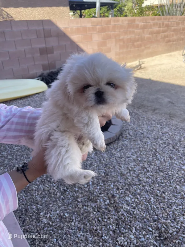 Snow – Pekingese puppy for sale in Green Valley, AZ