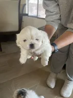 Snow, a female Pekingese for sale in Green Valley, AZ – Photo 2 of 3