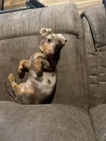 Dixey , a female Miniature Dachshund for sale in Foxworth, MS – 3 of 3