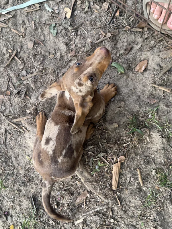 Dixey  – Miniature Dachshund puppy for sale in Foxworth, MS