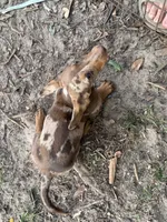 Dixey , a female Miniature Dachshund for sale in Foxworth, MS – 1 of 3