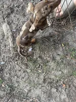 Dixey , a female Miniature Dachshund for sale in Foxworth, MS – 2 of 3