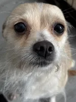 Coco, a male Chihuahua for sale in Waterbury, CT – 2 of 2