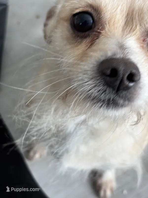 Coco – Chihuahua puppy for sale in Waterbury, CT