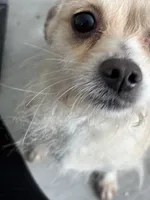 Coco, a male Chihuahua for sale in Waterbury, CT – 1 of 2