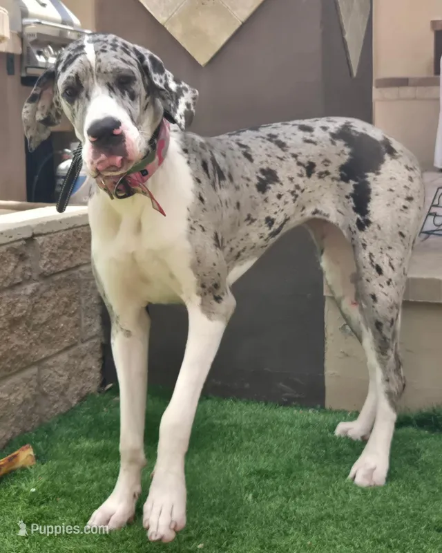 Stormy – Great Dane puppy for sale in Queen Creek, AZ