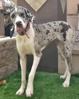 Stormy, a female Great Dane for sale in Queen Creek, AZ – Photo 1 of 3
