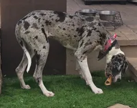 Stormy, a female Great Dane for sale in Queen Creek, AZ – Photo 2 of 3