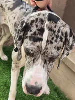 Stormy, a female Great Dane for sale in Queen Creek, AZ – Photo 3 of 3