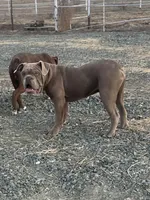 Harvey, a male Olde English Bulldogge for sale in Mayer, AZ – Photo 3 of 3
