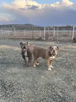 Harvey, a male Olde English Bulldogge for sale in Mayer, AZ – Photo 2 of 3