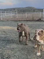 Harvey, a male Olde English Bulldogge for sale in Mayer, AZ – Photo 1 of 3