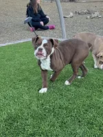 Hercules, a male Olde English Bulldogge for sale in Mayer, AZ – Photo 6 of 7