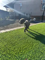 Hercules, a male Olde English Bulldogge for sale in Mayer, AZ – Photo 5 of 7