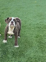 Hercules, a male Olde English Bulldogge for sale in Mayer, AZ – Photo 3 of 7