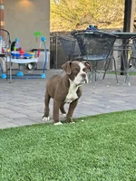 Hercules, a male Olde English Bulldogge for sale in Mayer, AZ – Photo 4 of 7