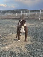Hercules, a male Olde English Bulldogge for sale in Mayer, AZ – Photo 2 of 7
