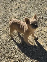 Jewel, a female French Bulldog for sale in Mayer, AZ – Photo 1 of 2