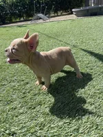 Elsie, a female French Bulldog for sale in Mayer, AZ – Photo 5 of 6
