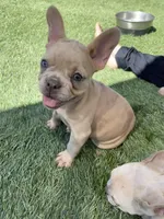 Elsie, a female French Bulldog for sale in Mayer, AZ – Photo 1 of 6