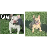 Elsie, a female French Bulldog for sale in Mayer, AZ – Photo 6 of 6