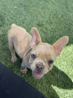 Elsie, a female French Bulldog for sale in Mayer, AZ – Photo 2 of 6